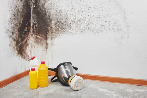Best Industrial Mold Remediation in Streator, IL