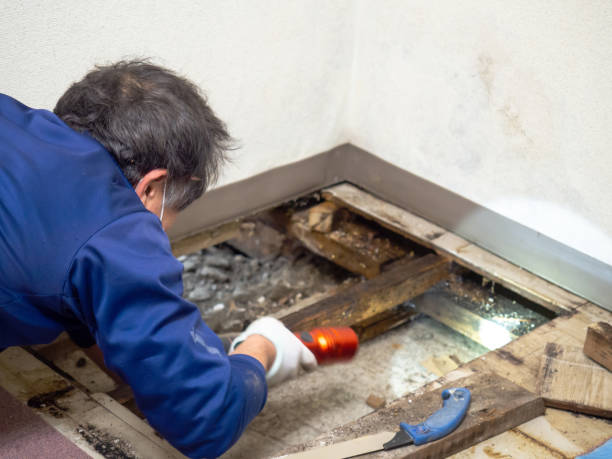 Best Attic Mold Remediation in Streator, IL