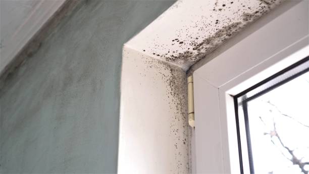 Best Post-Flood Mold Remediation in Streator, IL