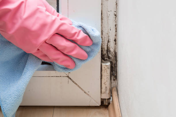 Best Bathroom Mold Remediation in Streator, IL