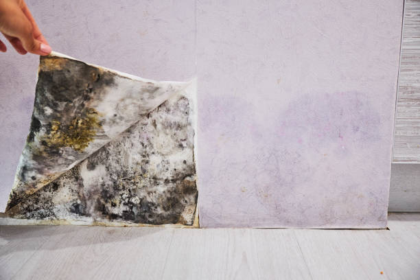 Best Black Mold Remediation in Streator, IL